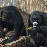 Selon l'étude, les chimpanzés sont exposés quotidiennement à l'éthanol via leur alimentation (image d'illustration). KEYSTONE/EPA MTI/BOGLARKA BODNAR